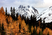 Larch with the dark evergreens and snowy peaks make the best contrast