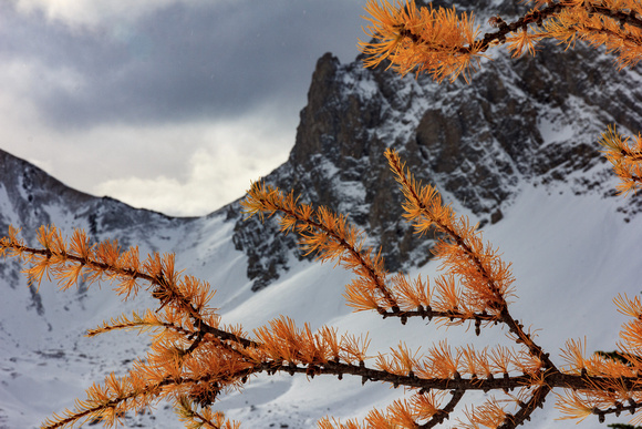 Larch contrast against Mt Tyrwitt