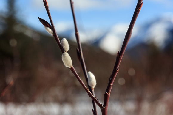 Pussy willow catkins promise the end of winter