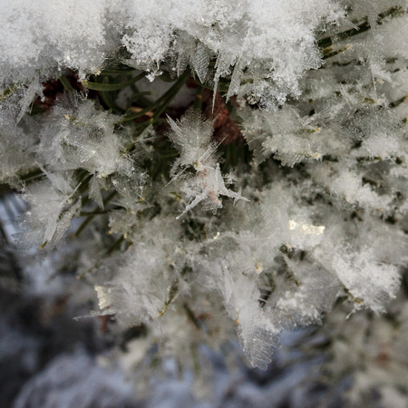 Frost on a pine bough