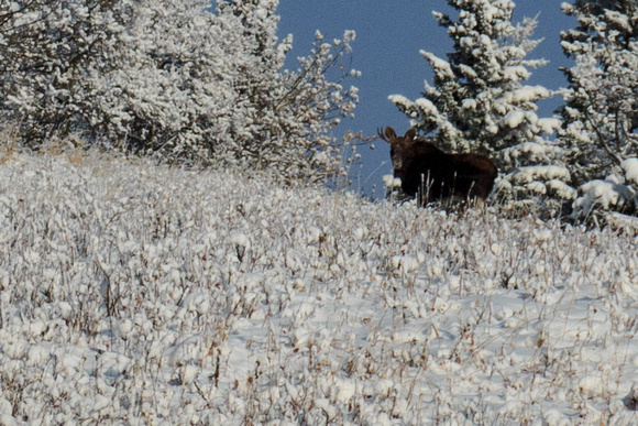 crop of young moose we saw
