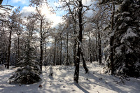 More snowy forest