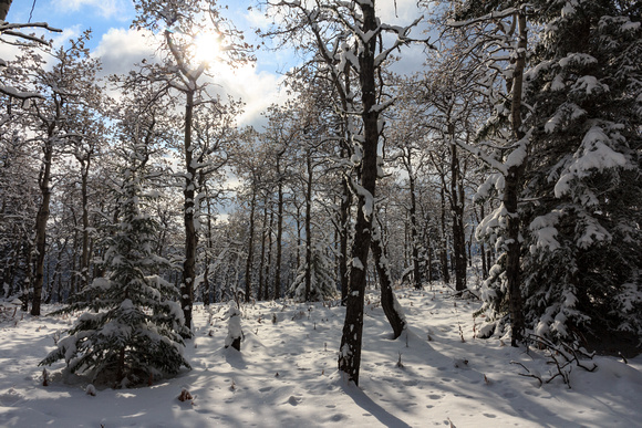 More snowy forest