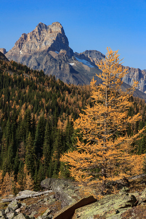Odaray Mountain with larch friend