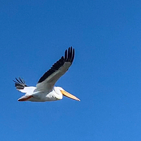 Spray and pray - live photo and crop.  iPhone for the win.  Pelican