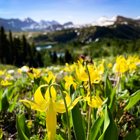 Glacier lilies.  Iphone kicks Canons ass on this frame