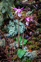 Calypso orchids in a cool setting with the lichens