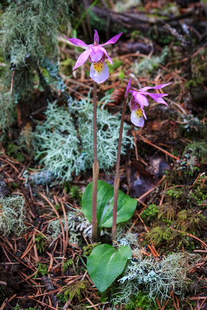 Calypso orchids in a cool setting with the lichens
