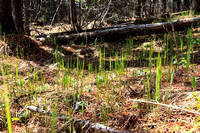 New shoots in the forest