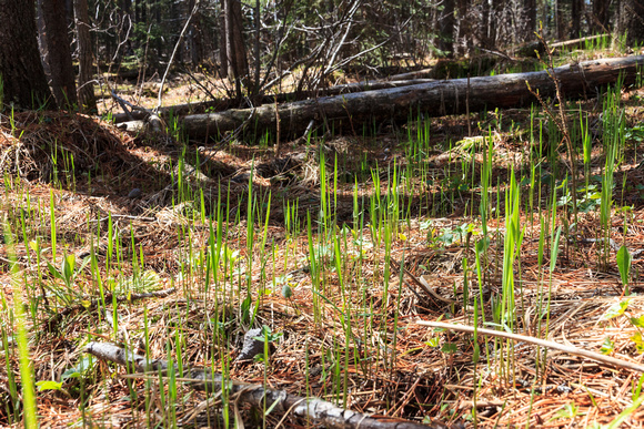 New shoots in the forest