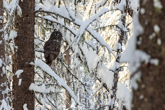 A Great Gray Owl!