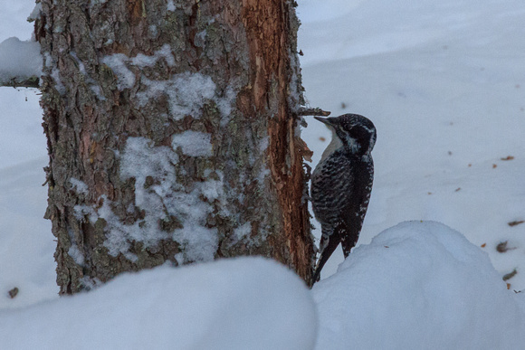 What I think is a pair of Three-toed woodpeckers