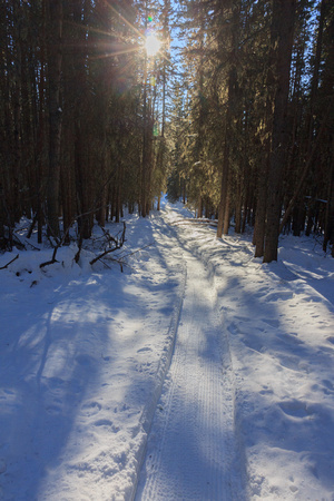 The groomed trail with fat bike tire marks.