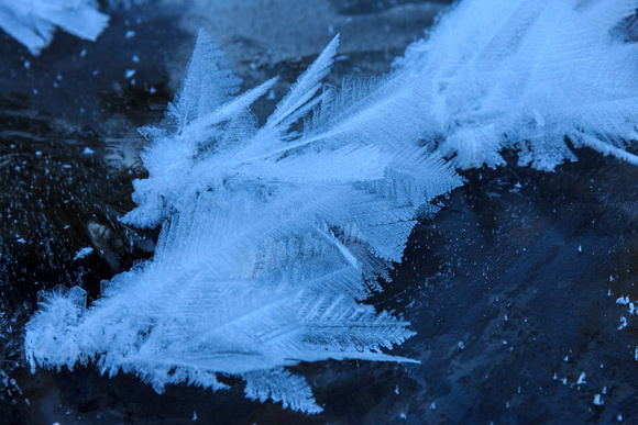Frost feathers