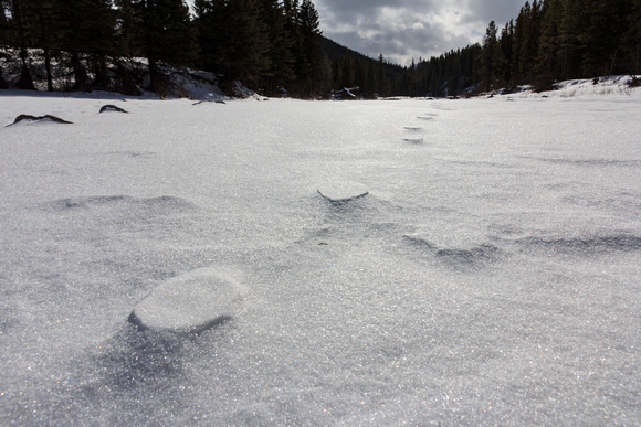 Coyote tracks with the snow around them eroded