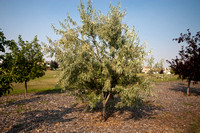 Elaeagnus - Russian Olive