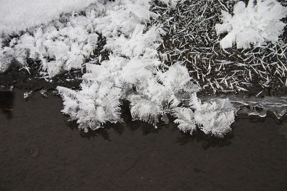 Delicate ice/frost formations on Prairie Creek