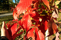 Ohio Buckeye - fall color