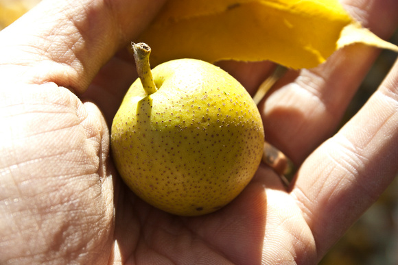 Pear fruit (this cultivar has a round fruit)