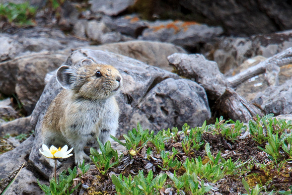 Pika posing for us briefly