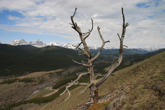 Dead Limber Pine overlooking the High Rock Range